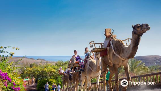 Oasis Wildlife Fuerteventura