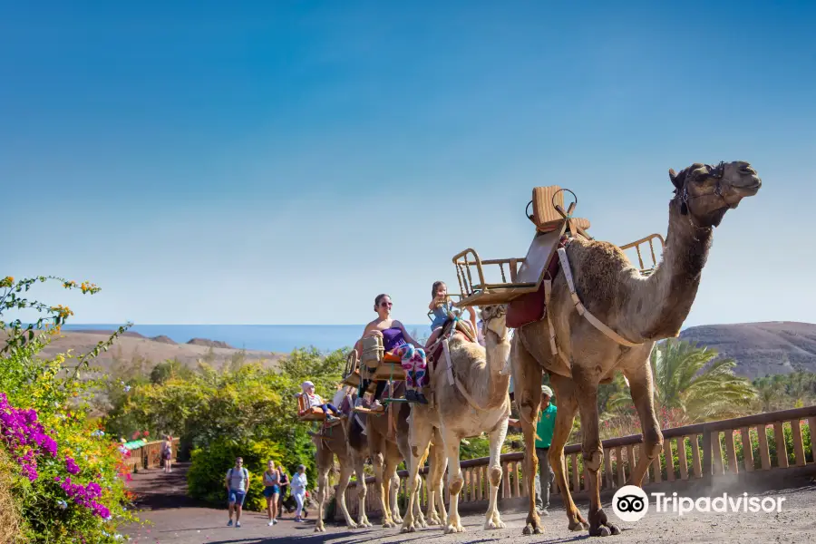 Oasis Wildlife Fuerteventura