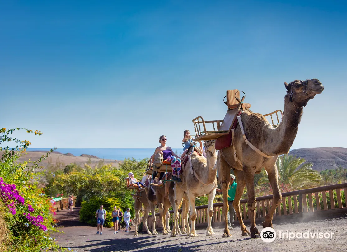 1_Oasis Wildlife Fuerteventura