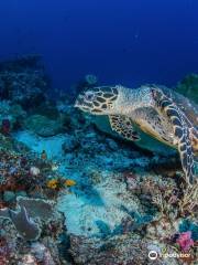 Scuba Froggy Gili Trawangan