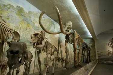 University of Nebraska State Museum - Morrill Hall