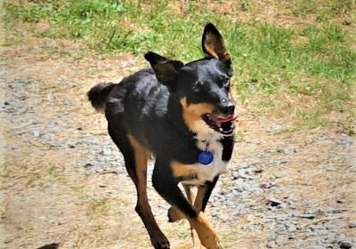 Pakowhai Regional Park (Dog Park)