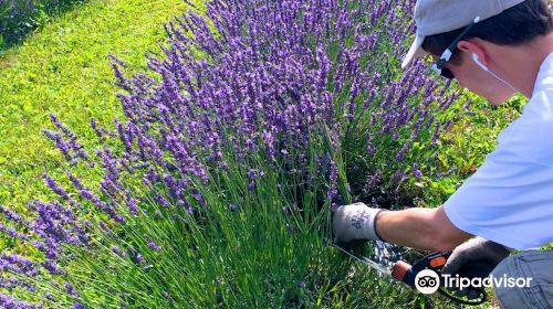 Terre Bleu Lavender Farm