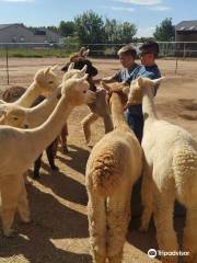 Sundancer Alpacas LLC