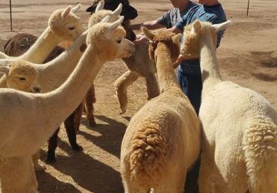 Sundancer Alpacas