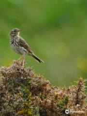 RSPB バレー・ウェットランズ