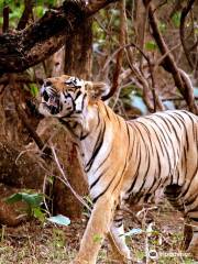 Tadoba Andhari National Park