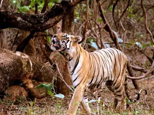 Tadoba Andhari National Park