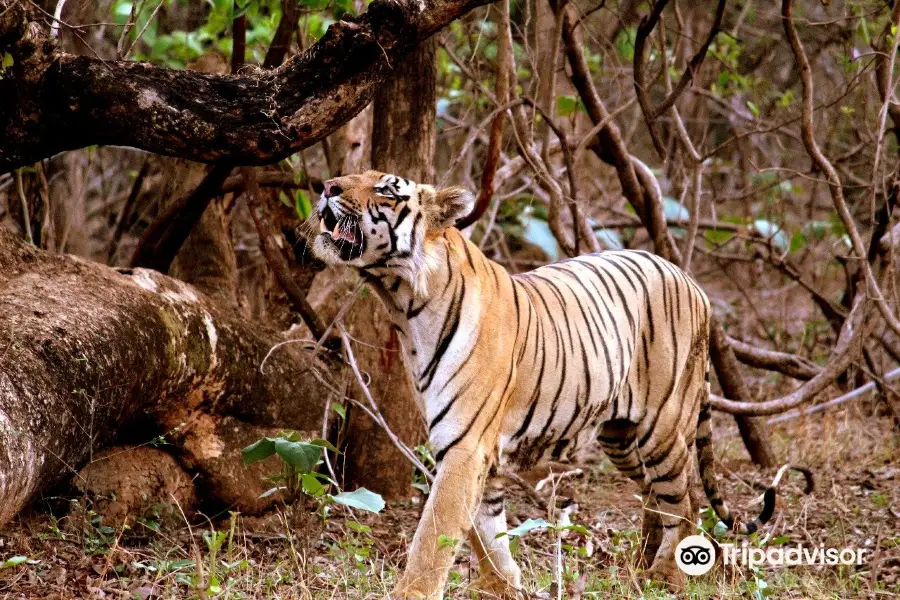 Tadoba Andhari National Park