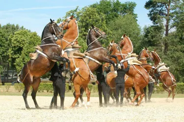 Saumur Riding Academy
