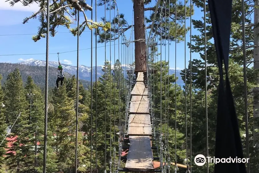 Tahoe Vista Treetop