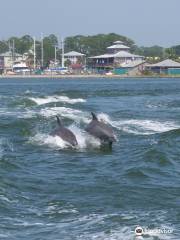 Southern Rose Dolphin Trips and Parasailing