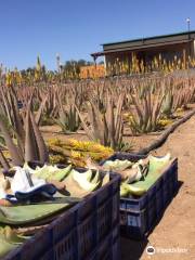 Canary Aloe Vera Finca