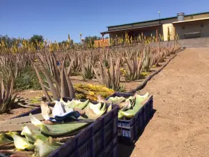 Canary Aloe Vera Finca