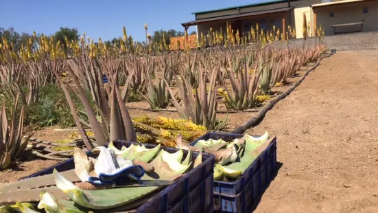 Canary Aloe Vera Finca