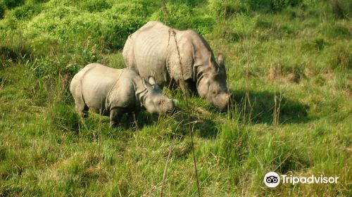 Chitwan Jungle Safari