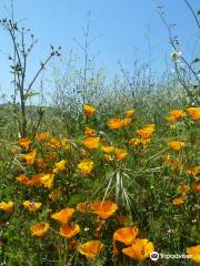 Chino Hills State Park