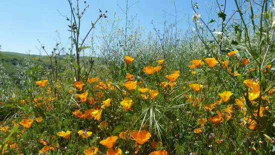 Chino Hills State Park