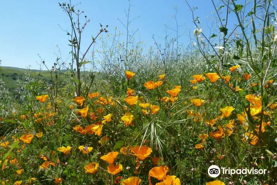 Chino Hills State Park