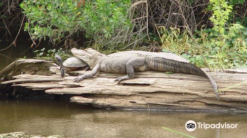 Cajun Pride Swamp Tours