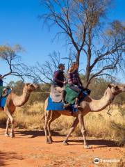 Pyndan Camel Tracks Alice Springs