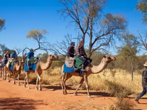 Pyndan Camel Tracks Alice Springs