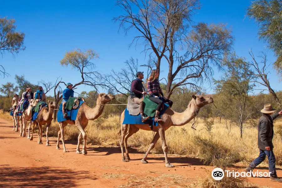 Pyndan Camel Tracks Alice Springs