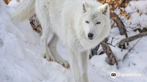 International Wolf Center