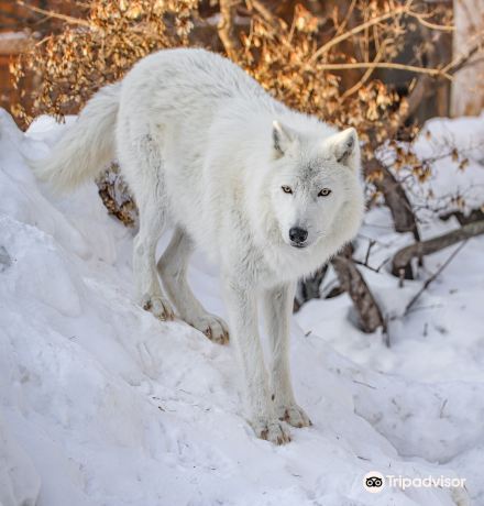 International Wolf Center