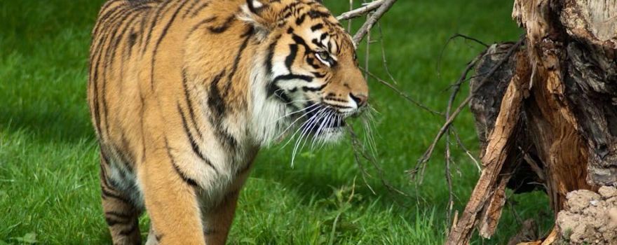 Fota Wildlife Park