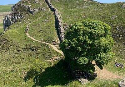 Sycamore Gap