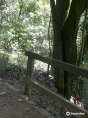 Bosque Maia