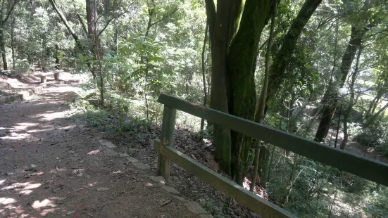 Bosque Maia