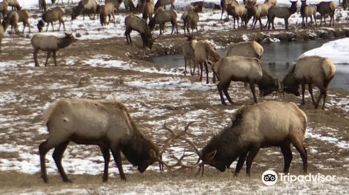 National Elk Refuge