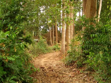 Sisophon