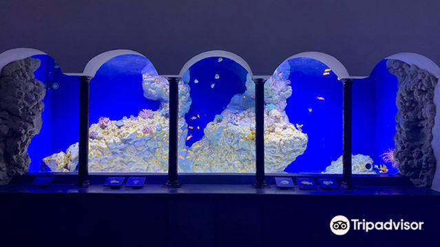 Aquarium of Naples