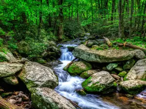 Roaring Fork Motor Nature Trail