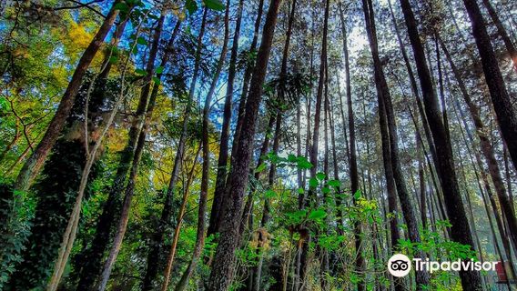 Forest Park Conservation Area Tahura Ir. H. Juanda