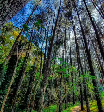 Hotels near Forest Park Conservation Area Tahura Ir. H. Juanda