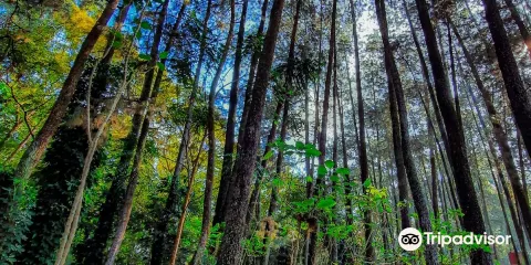 Forest Park Conservation Area Tahura Ir. H. Juanda