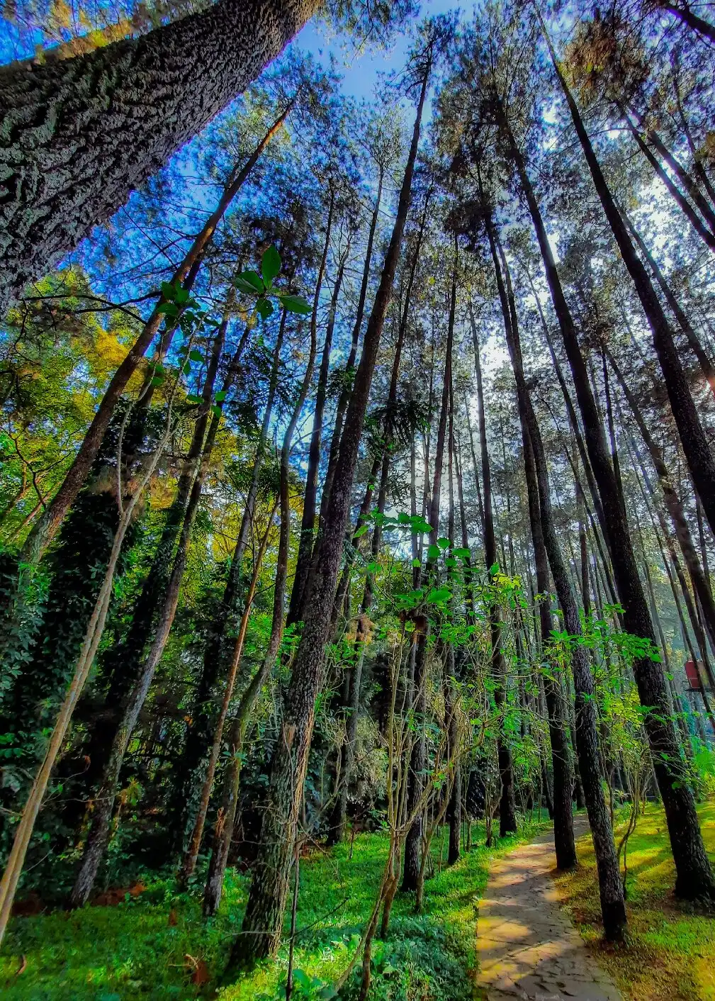 Hotel dekat Forest Park Conservation Area Tahura Ir. H. Juanda
