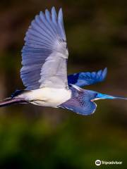 Wakodahatchee Wetlands