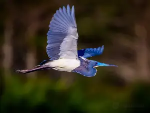 Wakodahatchee Wetlands