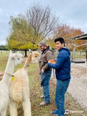 London Dairy Alpacas