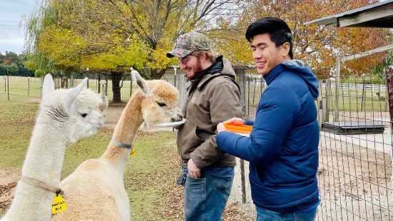 London Dairy Alpacas