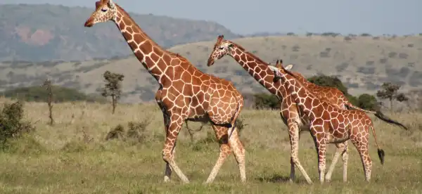 Hotels in Isiolo