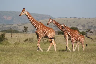 Lewa Wildlife Conservancy