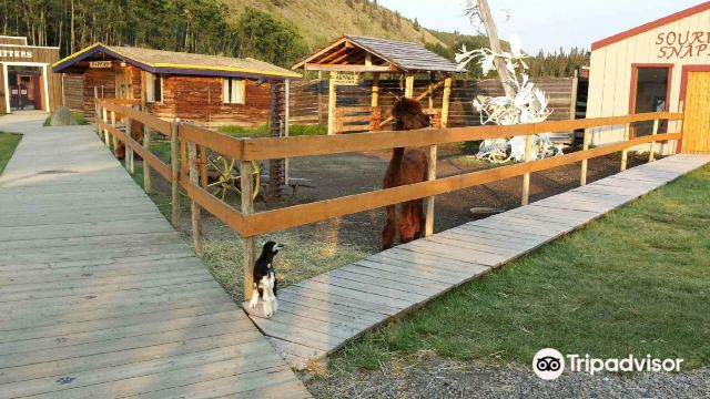Wild Adventure Yukon