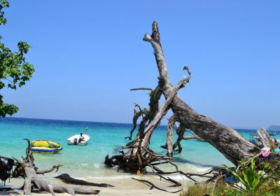 Elephant Beach