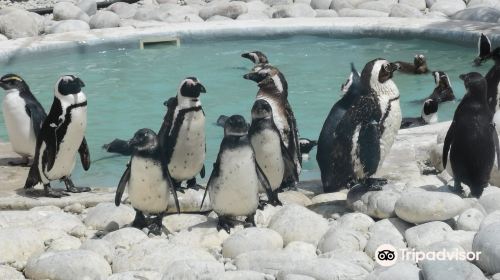 African Penguin and Seabird Sanctuary - Gansbaai